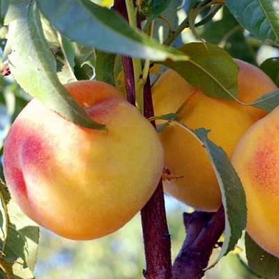 Персики в Красноярске