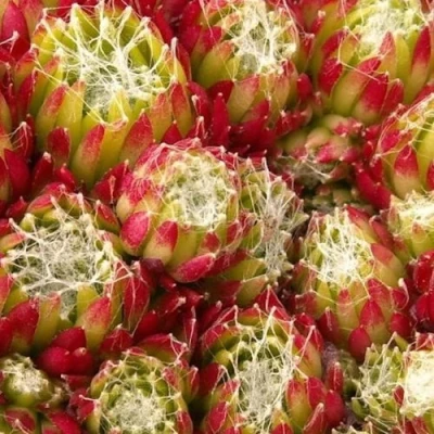 Молодило ХУКЕРА в Красноярске