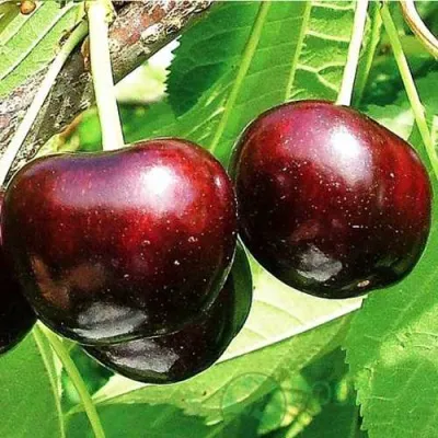 Черешня САММИТ в Красноярске