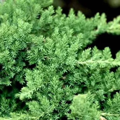 Можжевельник НАНА лежачий в Красноярске