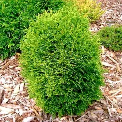 Туя ВОТЕРФИЛД западная в Красноярске