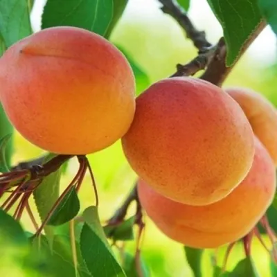 Абрикос ЦАРСКИЙ в Красноярске