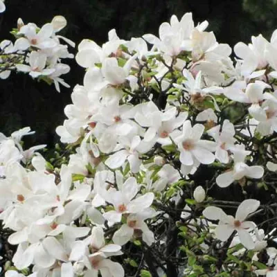 Магнолия КОБУС в Красноярске