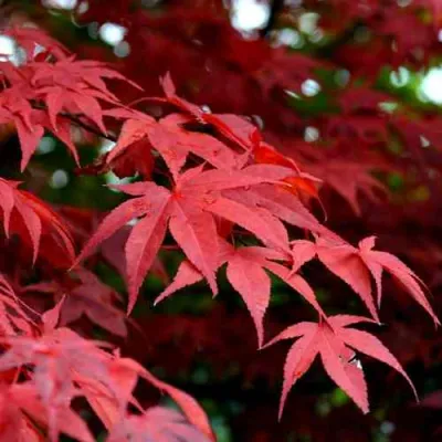 Клен гиннала  в Красноярске