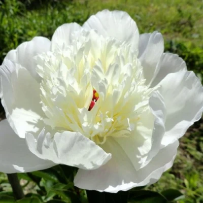 Пион ИММАКУЛИ травянистый в Красноярске