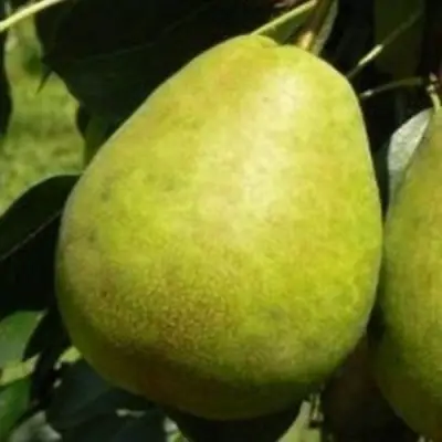 Груша ЛАГОДНАЯ в Красноярске