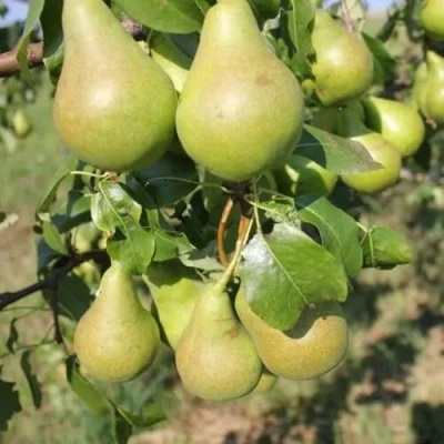 груша Богатырь