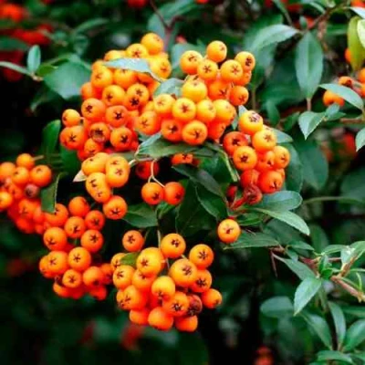 Пираканта ОРАНЖ ГЛОУ в Красноярске