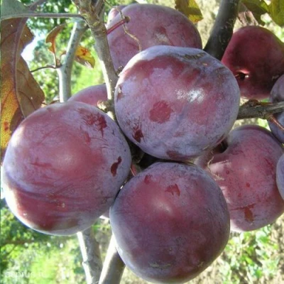 Слива ЛАМА в Красноярске