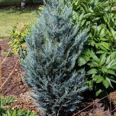 Кипарисовик ДАРТС БЛЮ РИББОН лавсона в Красноярске