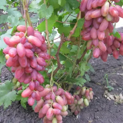 Виноград ЮЛИАН в Красноярске