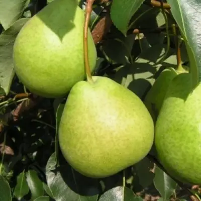 Груша ЛАГОДНАЯ в Красноярске