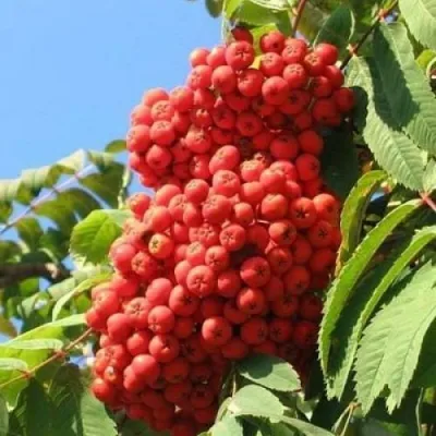 Рябина НЕВЕЖИНСКАЯ сладкоплодная в Красноярске