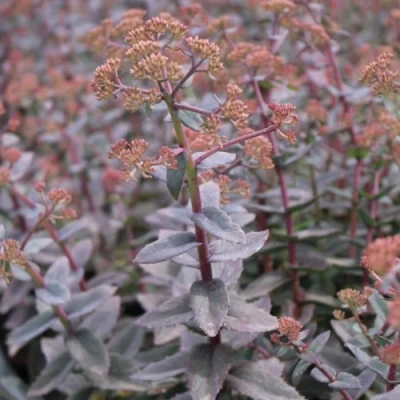 Очиток (седум) РЭЙН КСЕНОКС видный в Красноярске