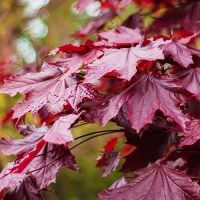 Клен РОЯЛ РЕД остролистный в Красноярске