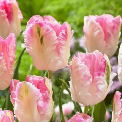 Тюльпан КАБАННА попугайный в Красноярске