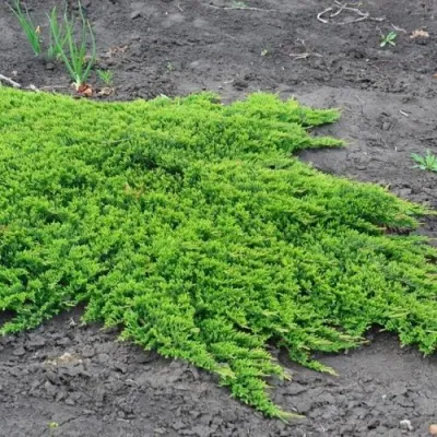Можжевельник ПРИНЦ ОФ УЭЛЬС горизонтальный в Красноярске