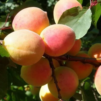 Абрикос СЮРПРИЗ в Красноярске