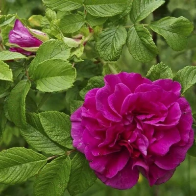 Шиповник ХАНСА в Красноярске