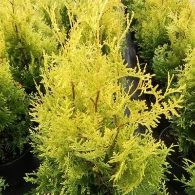 Туя ГОЛДЕН БРАБАНТ западная в Красноярске