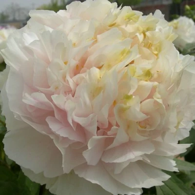 Пион ЗОЛОТОЙ ИЗУМРУД древовидный в Красноярске