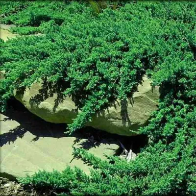 Можжевельник НАНА лежачий в Красноярске