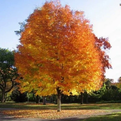 Клен серебристый в Красноярске