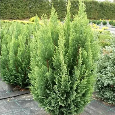 Кипарисовик ЭЛВУДИ ЭМПАЙР лавсана в Красноярске