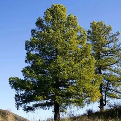 Лиственница сибирская в Красноярске