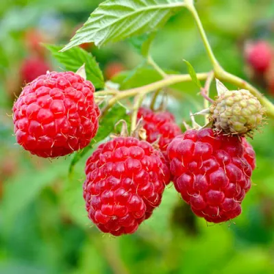 Малина РУБИФОЛ в Красноярске