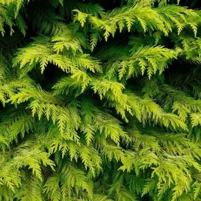 Кипарисовик ГОЛДЕН ВОНДЕР лавсона в Красноярске