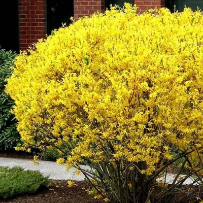 Форзиция ЛИНВУД в Красноярске