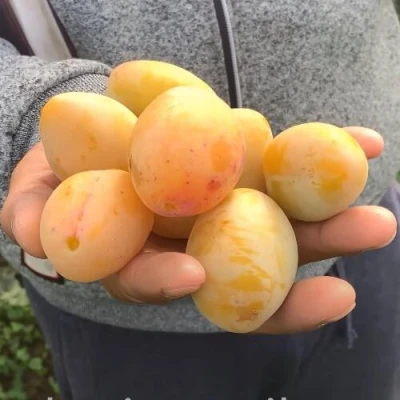 Слива ЯХОНТОВАЯ в Красноярске