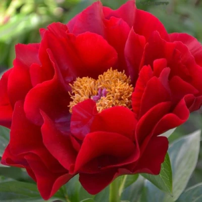 Пион МАКИНАК ГРАНД травянистый в Красноярске