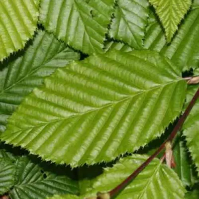 Граб японский в Красноярске