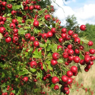 Боярышник ЗБИГНЕВ в Красноярске