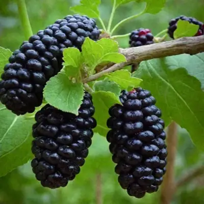 Шелковица плакучая в Красноярске