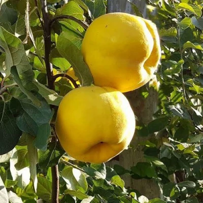 Айва МАРИЯ в Красноярске