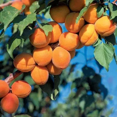 Абрикос ХАРКОТ в Красноярске