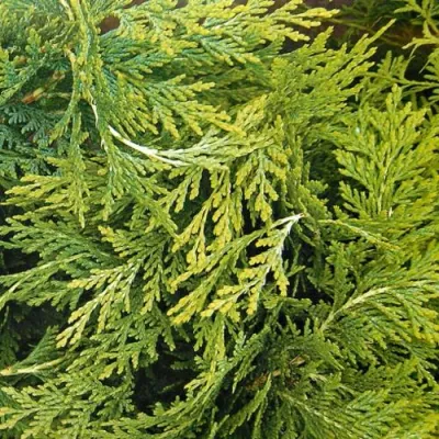 Кипарисовик САНКИСТ лавсона в Красноярске