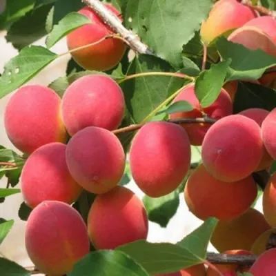 Абрикос РУБИН в Красноярске