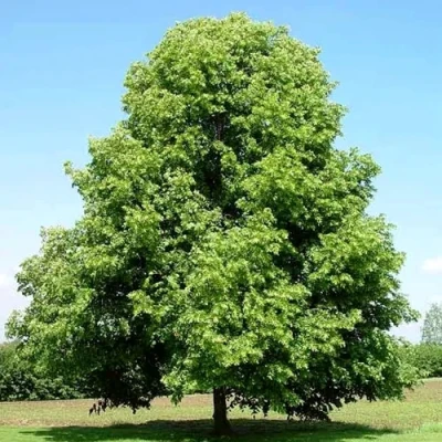 Липа мелколистная в Красноярске