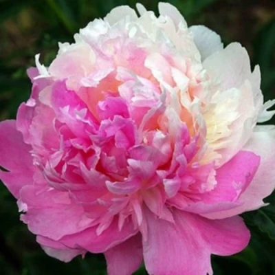 Пион МИСТЕР ЭД травянистый в Красноярске