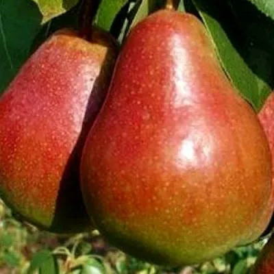 Груша ГЕРА в Красноярске