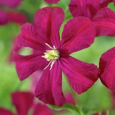 Клематис МАДАМ ДЖУЛИЯ КОРРЕВОН в Красноярске