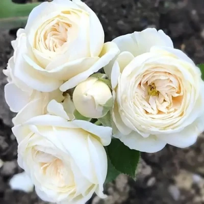 саженцы розы артемис