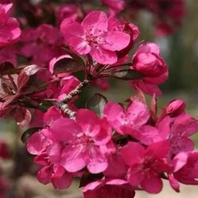 Яблоня РЕД КЕТТИ в Красноярске