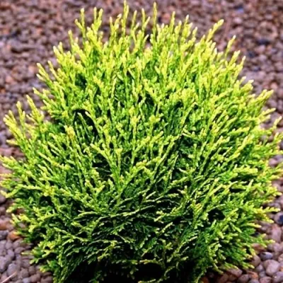 Туя ВОТЕРФИЛД западная в Красноярске