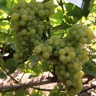 виноград кишмиш 311
