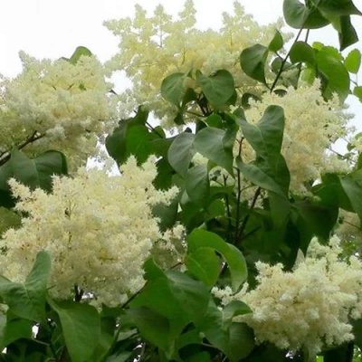 Сирень АМУРСКАЯ в Красноярске